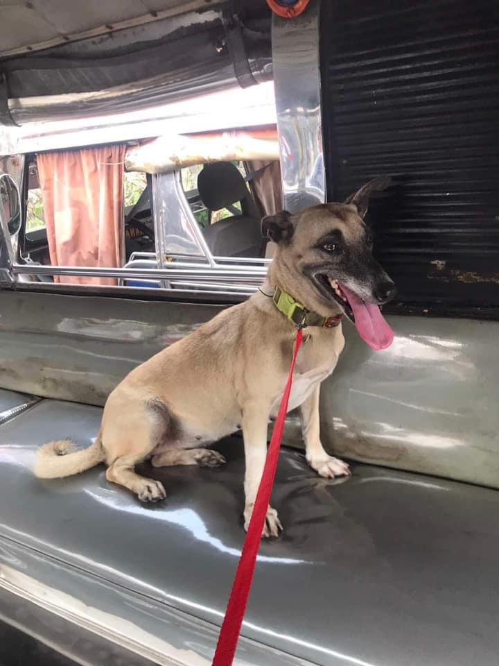 TATLONGSEVENS's tweet image. wheres frenny going ?!

#NoToJeepneyPhaseout #artph