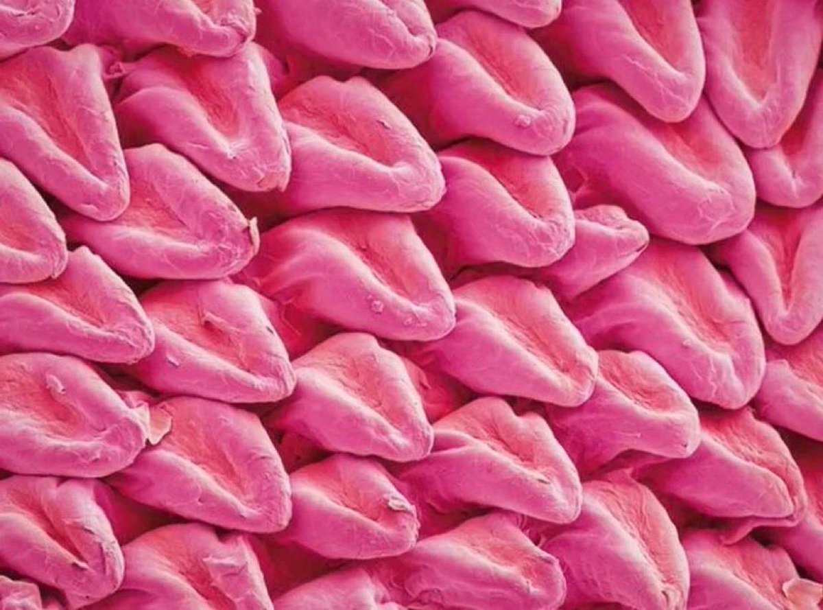 6. La lengua de un gato bajo el microscopio parece estar formada por otras lenguas más pequeñas.