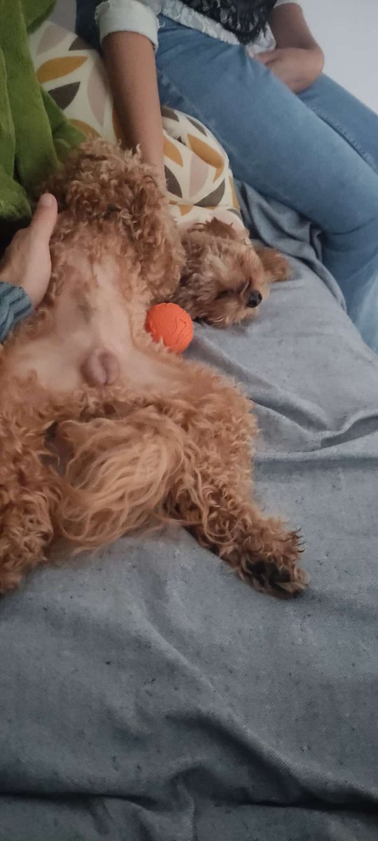 Manudaprato's tweet image. Mi piacciono le coccole vedete come sn stressato🤭 #mojito #labruna