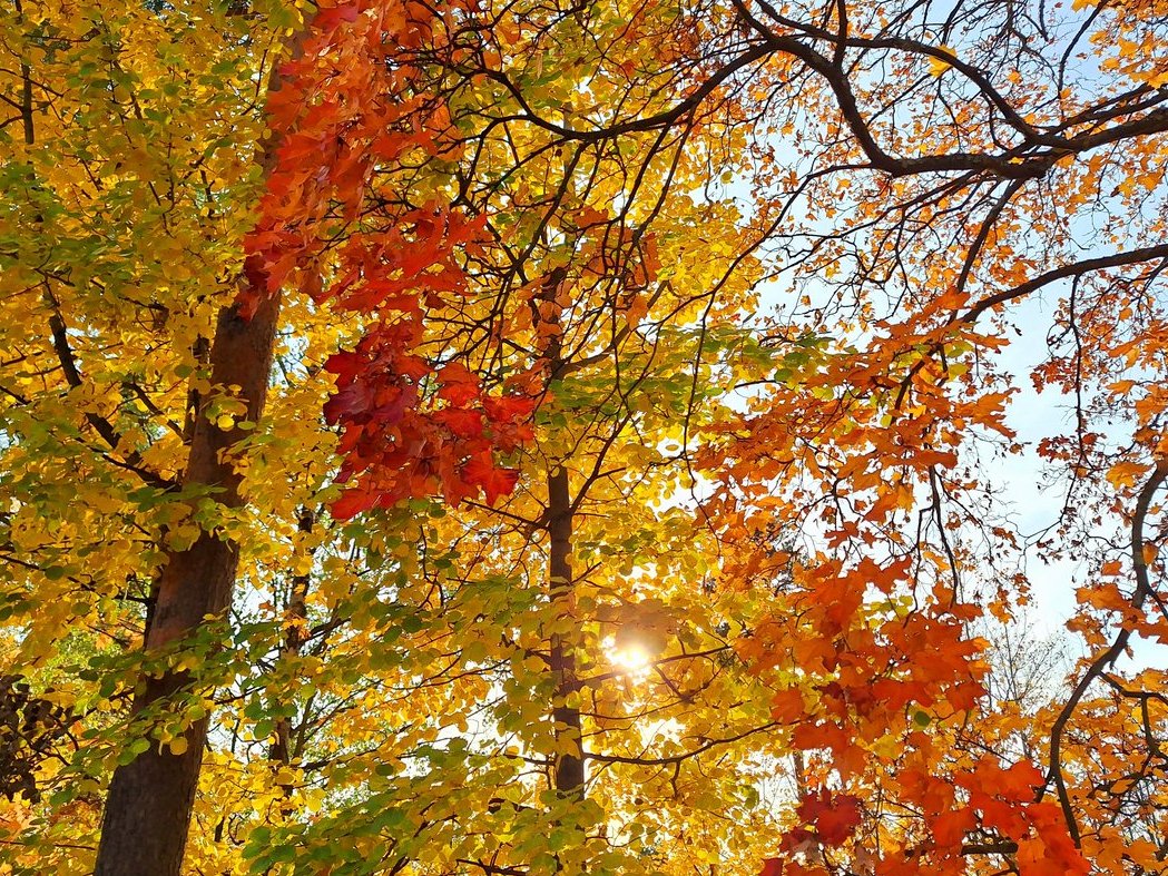 AnnukkaMeronen's tweet image. Kaikki nämä hyvät asiat tapahtuvat, kun lähdet ulos luontoon!
10 min: verenpaine alkaa laskea
20 min: mieliala kohoaa selvästi
1 h: tarkkaavaisuus paranee
2 h: elimistön puolustuskyky kohenee
5 h/kk: henkinen hyvinvointi lisääntyy merkittävästi