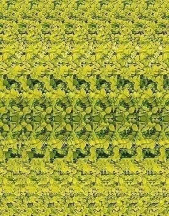 arwa_yemen's tweet photo. هذه الصورة تسمى "Stereograms"
 لتتمكن من رؤية الصورة، ضع ارنبة أنفك لتلامس الشاشة وإبتعد ببطء شديد جداااااا

الصورة فيها زرافة🦒 بتقنية 3D تجربة خيالية😍

تنبيه:
الإبتعاد عن الشاشة يكون بطئ جدََا وبدون تحريك الجفون.

#Stereograms
#طن_وطن https://t.co/tVMf7M0lHH