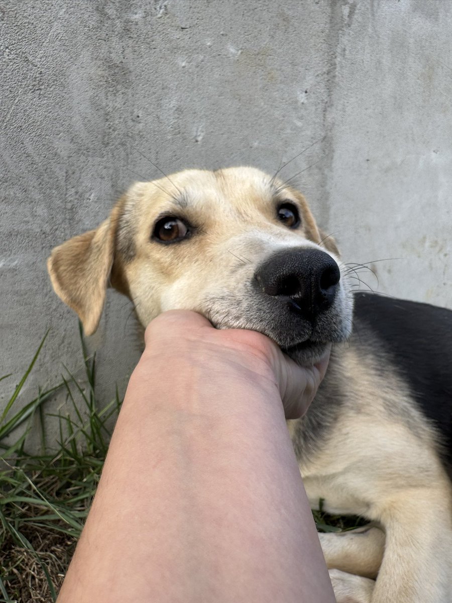 mini_minimal's tweet image. Тбилиси и не только! 
В парке Мзиури живет вот такая малышка. Компания неравнодушных нас курирует ее: проглистовали, привили, скоро планируем стерилизовать. 

Она была совершенно пуганая, но сейчас уже дается гладиться, ласковая и очень нежная.
Мы ищем ей руки, эта та девочка,…