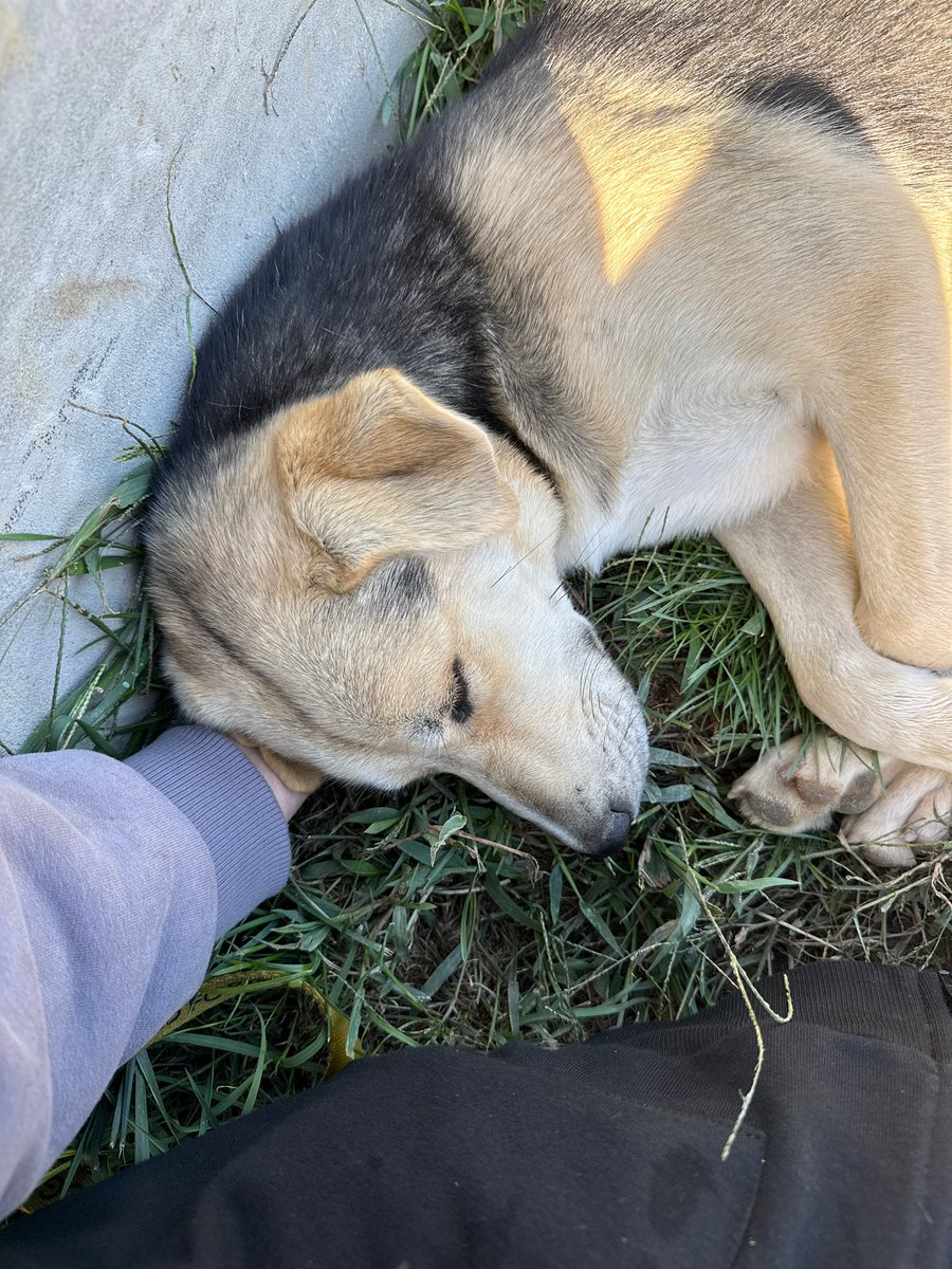 mini_minimal's tweet image. Тбилиси и не только! 
В парке Мзиури живет вот такая малышка. Компания неравнодушных нас курирует ее: проглистовали, привили, скоро планируем стерилизовать. 

Она была совершенно пуганая, но сейчас уже дается гладиться, ласковая и очень нежная.
Мы ищем ей руки, эта та девочка,…