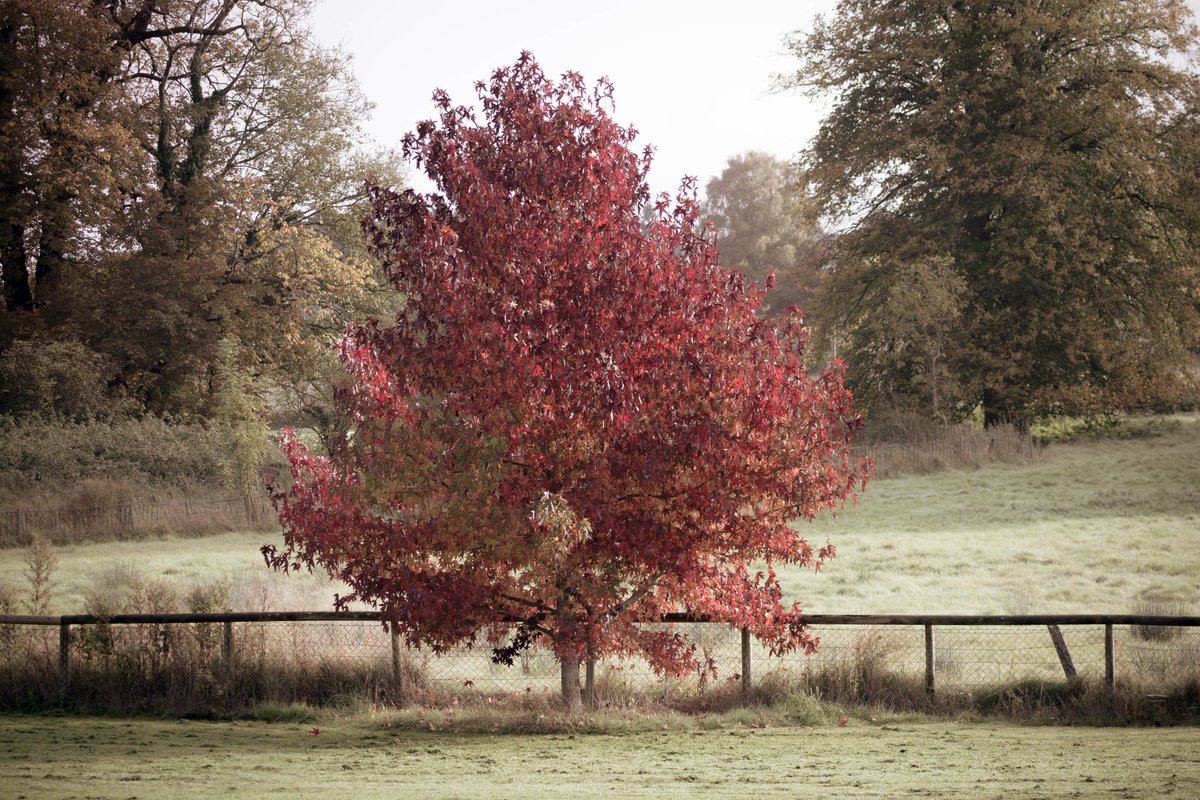 richierich tweet media