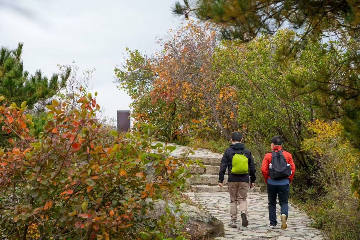 DailyBeijing's tweet photo. The 36th "Beijing Evening News · #FragrantHills Red Leaves Festival" has kicked off, attracting a steady stream of tourists to the park to climb up the hills and enjoy the scenic views. #chinatravel #beijingtravel #beijingtravellist #interestingbeijing #funinbeijing https://t.co/ir1eQCxfdc