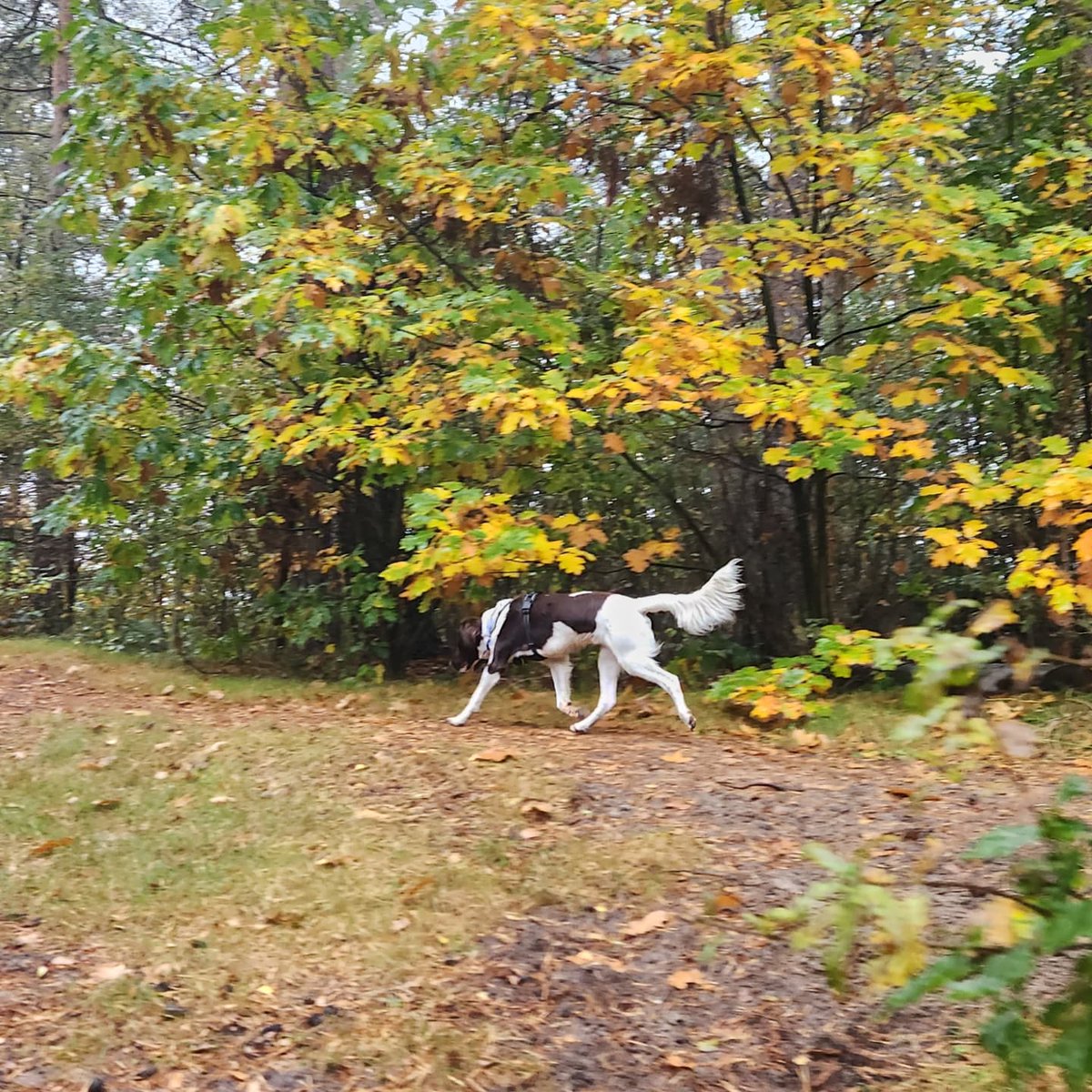 tomteselle's tweet photo. Was weer heerlijk on de #soesterduinen https://t.co/69kg1ZfYpR