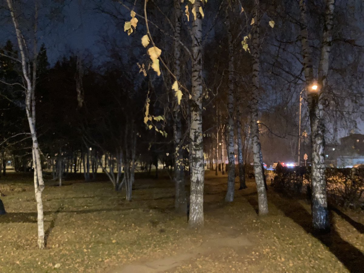 darthvivec's tweet photo. @alexdlicht these exact trees xD https://t.co/CTMRDzKv4n