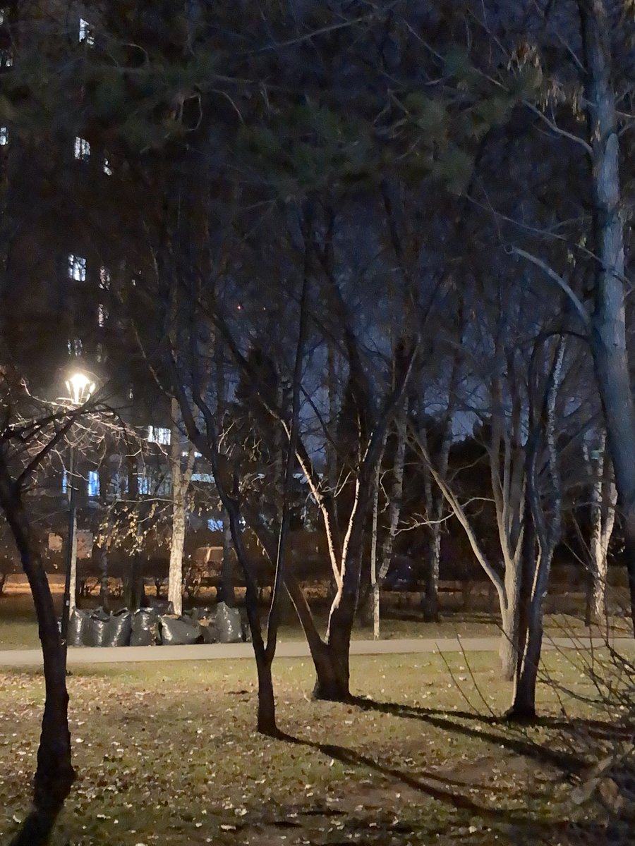 darthvivec's tweet photo. @alexdlicht these exact trees xD https://t.co/CTMRDzKv4n