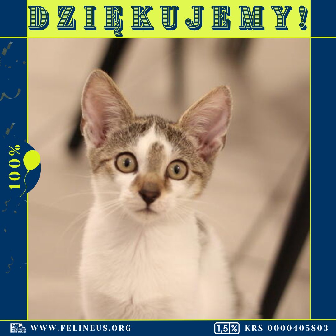 W imieniu Kabiego dziękujemy za pomoc i wsparcie. Zarówno on jak i jego siostra czują się już dobrze i jedyne czego brakuje im do szczęścia to nowy kochający dom. Mamy ogromną nadzieję, że i one dostaną swoją szansę na szczęście!

Dla przypomnienia historii podsyłamy link: