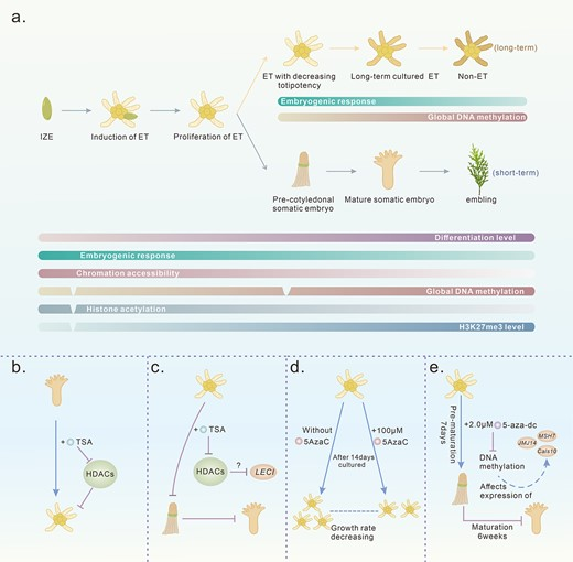 Hortres's tweet image. Small mols boost conifer somatic embryogenesis, overcoming bottlenecks. #PlantRegeneration @OxfordJournals 
Details:doi.org/10.1093/hr/uha…