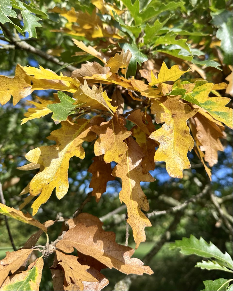 JimDavisOnAir's tweet image. We managed to sneak out this afternoon with the dogs for some #LeafPeeping (which my other half doesn't believe is 'a thing')! Let me know what your weekend has in store &amp;amp; I'll be with you from 4pm @magicfm with the perfect #weekend tunes to get you set for an #autumn #NightIn!