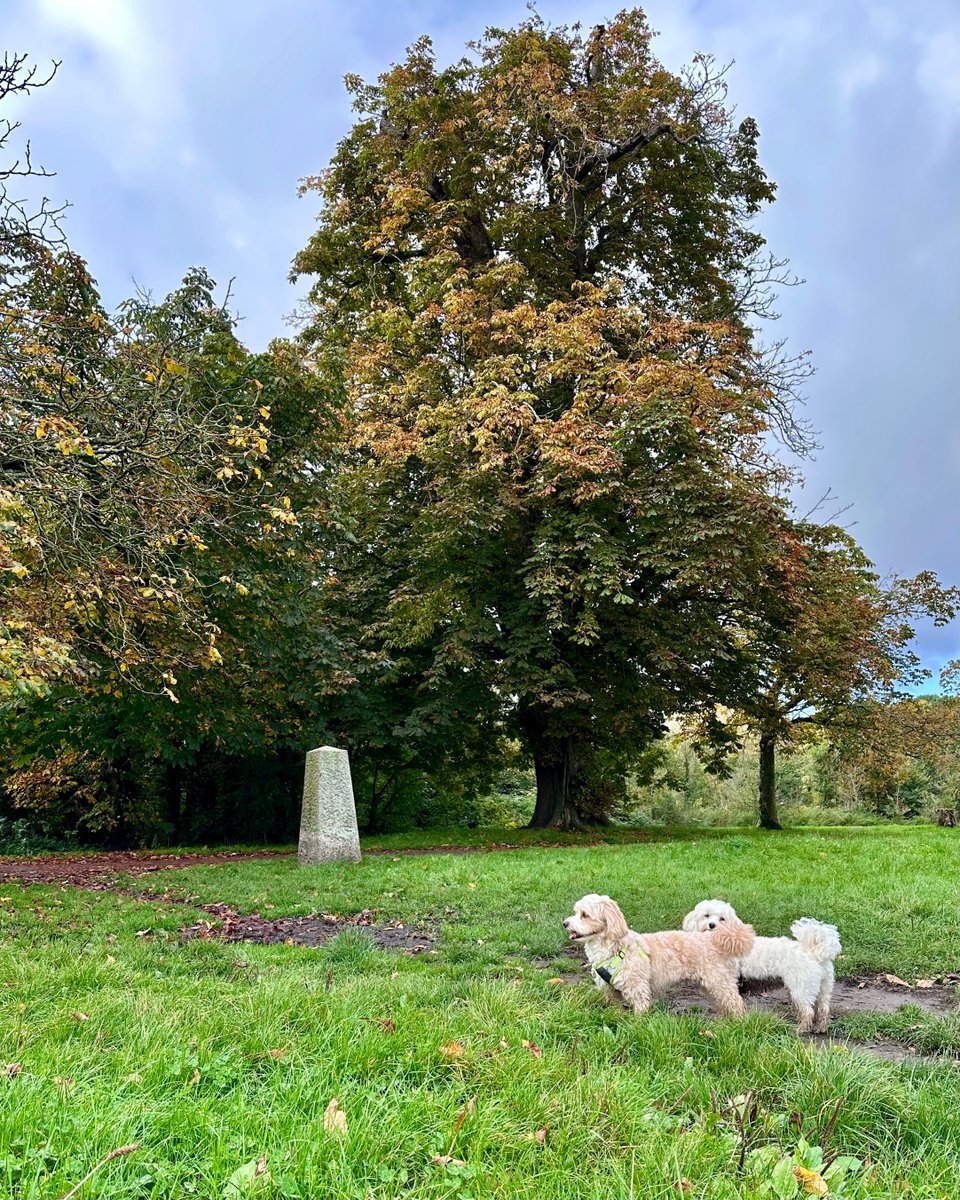 JimDavisOnAir's tweet image. We managed to sneak out this afternoon with the dogs for some #LeafPeeping (which my other half doesn't believe is 'a thing')! Let me know what your weekend has in store &amp;amp; I'll be with you from 4pm @magicfm with the perfect #weekend tunes to get you set for an #autumn #NightIn!