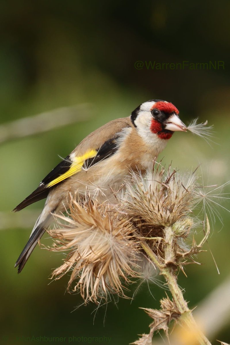 WarrenFarmNatureReserve tweet media