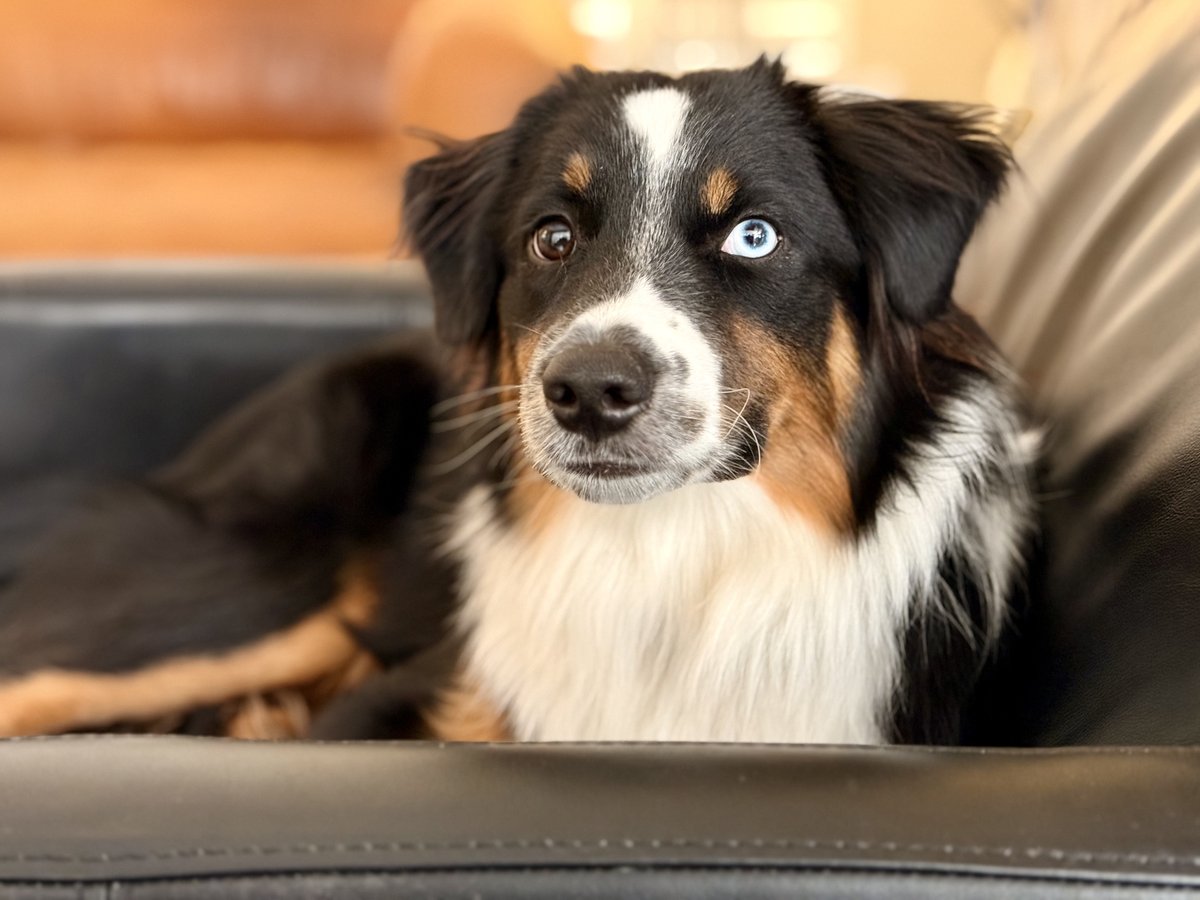 freelulu's tweet photo. Seriously. How handsome is this goofball. #seriousface #Hopper #puppylove https://t.co/yU5QYwwmFb