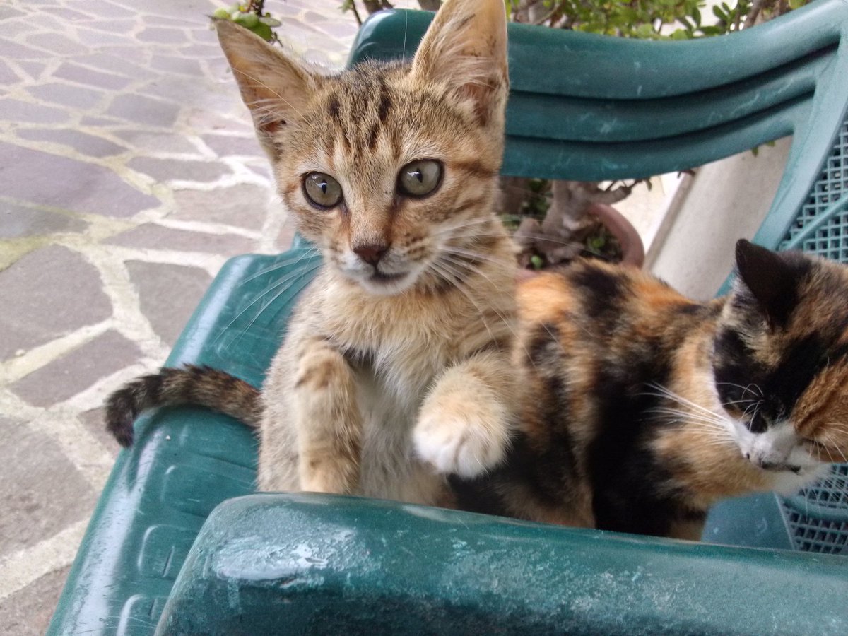 VITTY 💛🌙🐈‍⬛ tweet media
