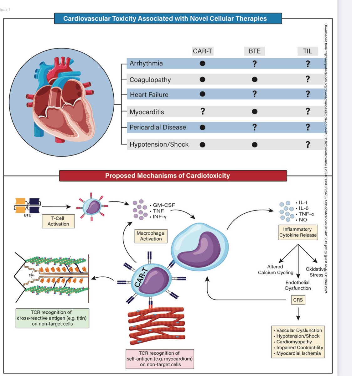 Daniel Addison, MD (@md_addison) on Twitter photo Cardiac considerations with Emerging Cancer Cellular Therapies:
ashpublications.org/bloodadvances/…
Thanks <a href="/BloodAdvances/">Blood Advances</a> for publishing this work.
Excellent work by <a href="/MalakMunirMD/">Malak Munir</a> <a href="/ASayedMD/">Ahmed Sayed</a> <a href="/NEpperla/">Narendranath Epperla, MD, MS, FACP</a>
#cardioonc #cancer #leukemia #lymphoma Cardiac considerations with Emerging Cancer Cellular Therapies:
ashpublications.org/bloodadvances/…
Thanks <a href="/BloodAdvances/">Blood Advances</a> for publishing this work.
Excellent work by <a href="/MalakMunirMD/">Malak Munir</a> <a href="/ASayedMD/">Ahmed Sayed</a> <a href="/NEpperla/">Narendranath Epperla, MD, MS, FACP</a>
#cardioonc #cancer #leukemia #lymphoma