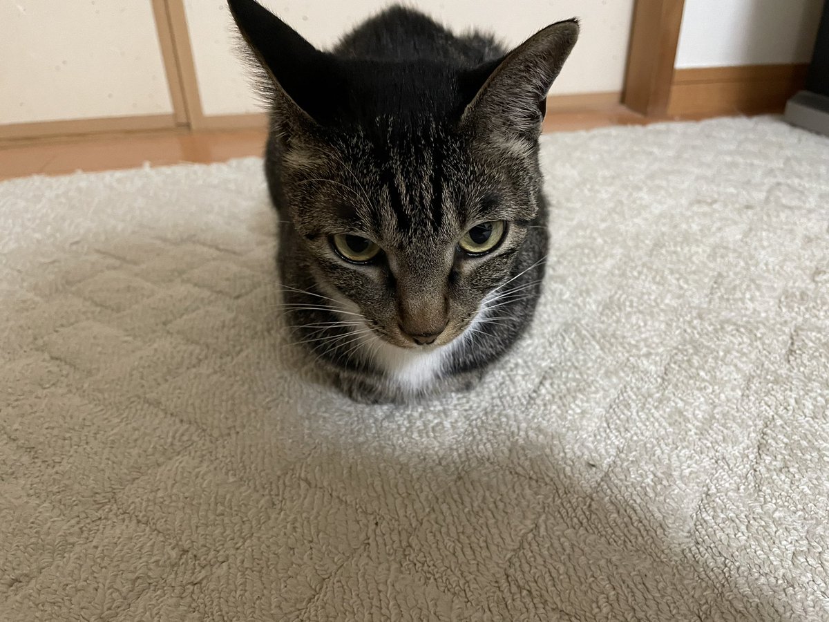 ツンデレ　チコちゃん tweet media