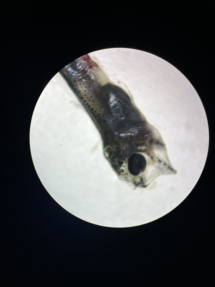 #STEMSEAS tweet media