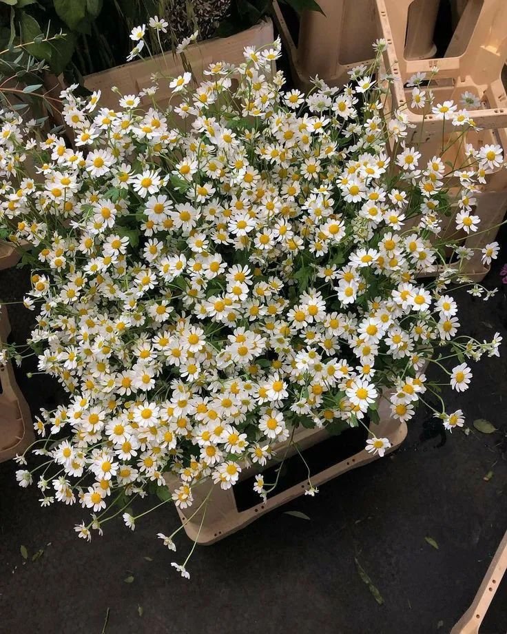 artindetails's tweet image. — daisies.