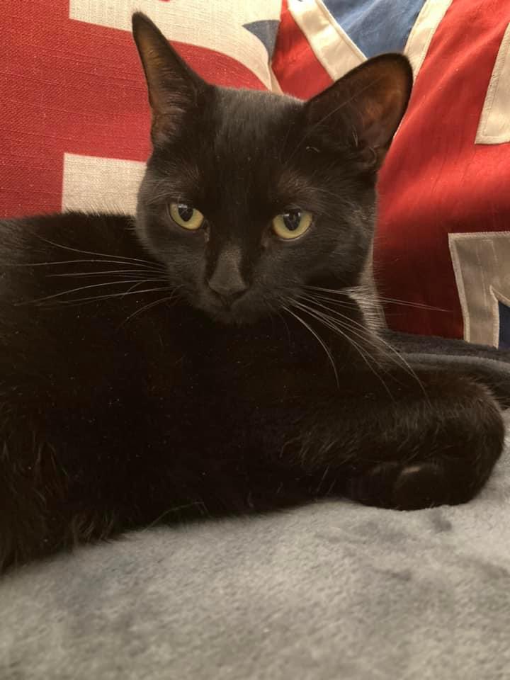 Doris and Delilah say happy Saturday

 🐈‍⬛🐈‍⬛