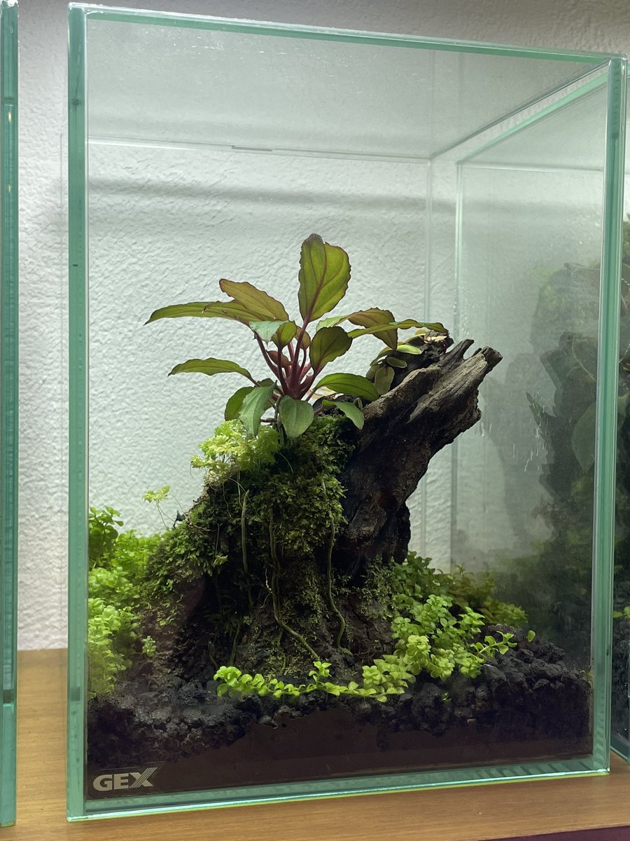 立ち上げから約1年が経過。

今は裏面の方が好き🤩
何故なら根が良く見えるから‼︎

凸型の魅力ですね〜

マハカムフルって呪文とかお経っぽいすね〜

#パルダリウム 
#パルダリウム教室 
#パルダリウム愛好会