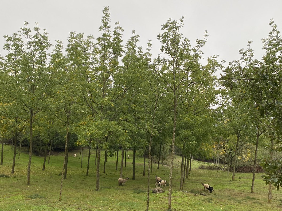 Great discussions this week in the field with Palle Madsen from InNovaSilva in the context of <a href="/eco2adapt/">eco2adapt</a> activities. Always fun to discuss afforestation potential in Europe from different perspectives and forestry traditions. Thxs @E_Collado_ for the visit to #LifePinassa sites!