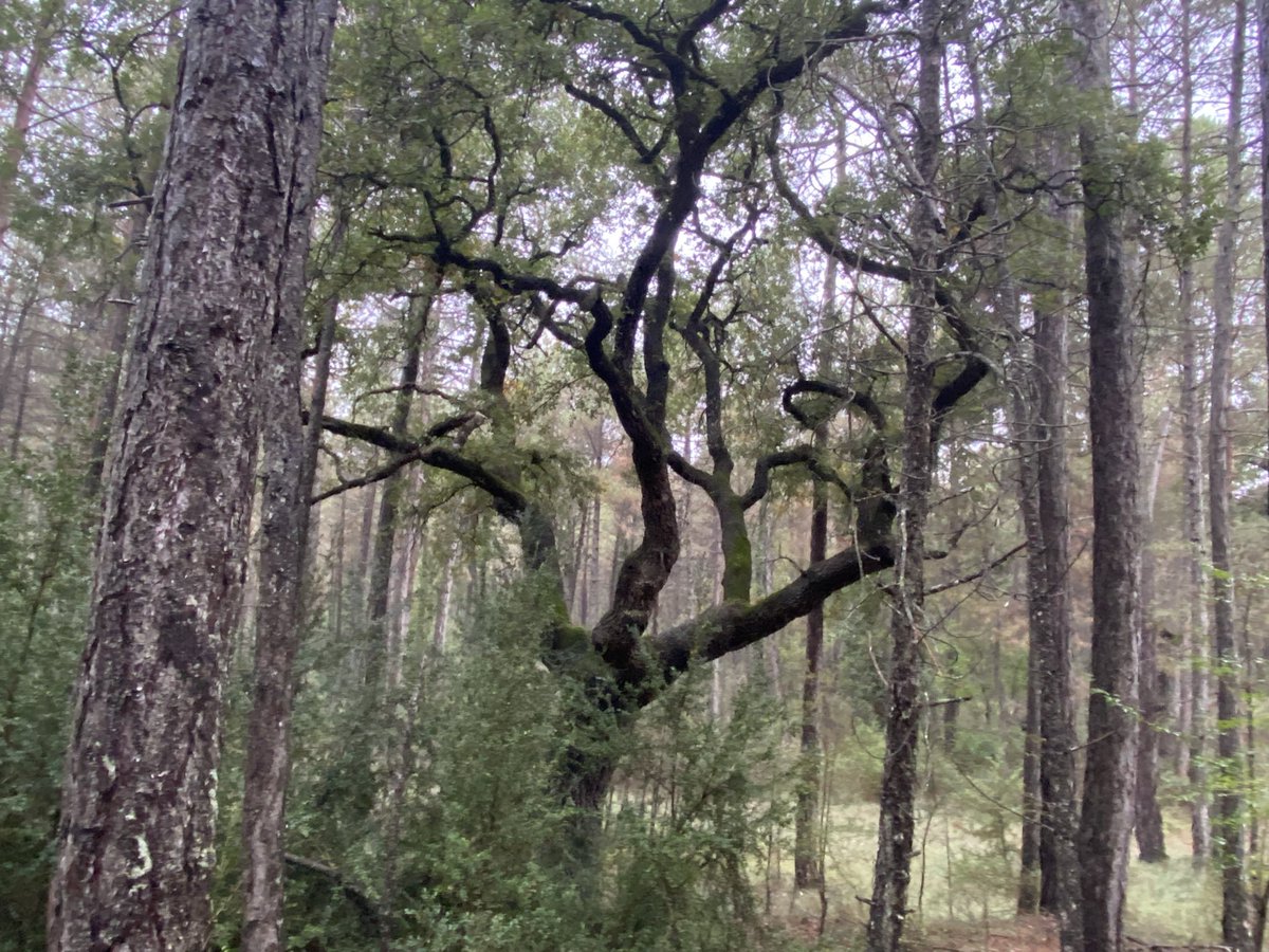 LColl_'s tweet photo. Great discussions this week in the field with Palle Madsen from InNovaSilva in the context of @eco2adapt activities. Always fun to discuss afforestation potential in Europe from different perspectives and forestry traditions. Thxs @E_Collado_ for the visit to #LifePinassa sites! https://t.co/4bHd0eYAO9