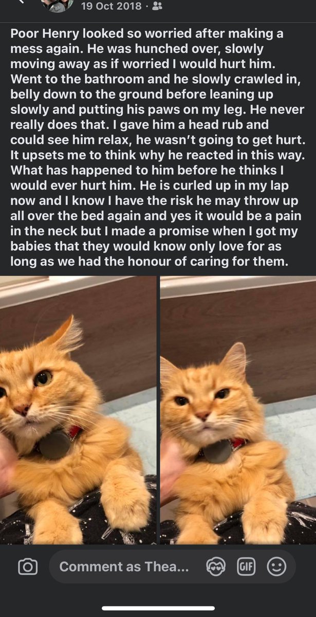 catcastletails's tweet photo. Came across this memory from 6 years ago and remember so well how Henry behaved. I was in tears seeing how scared he was, thinking he was gonna get punished. It made me want to seek out those who should’ve cared for him before us to ask what the heck is wrong with them. What did they do that left him so scared. We miss our ginger ninja so much. How he would demand cuddles. How he would use one single nail to inflict just enough pain to wake you up so you could cuddle him. We miss him bringing presents in the shape of his favourite toy. 
Henry knew only love and kindness with us and we miss the love he gave in return.