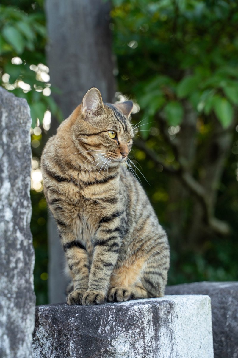 beri_20's tweet photo. 猫 https://t.co/meFz12JUza