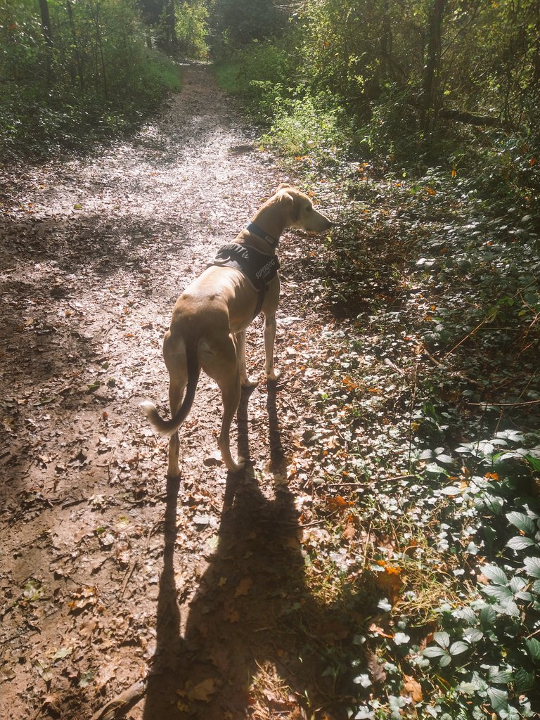 bennyboyo311's tweet photo. A bittersweet walk taking Gary to my happy place.. literally walking in Benny's footsteps 💔 pics are exactly 10 years apart #shotover https://t.co/S4fenp29Mh