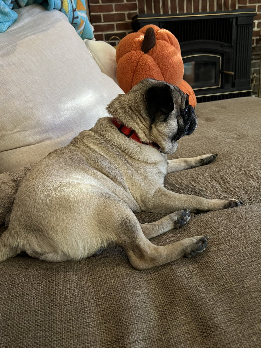 BulldogPorter's tweet photo. Cousin Crim (Crimson Tide) staying with Brother Apollo and me for a few days. I’m very comfortable with him being here 💤 https://t.co/7Aevq1cwk9