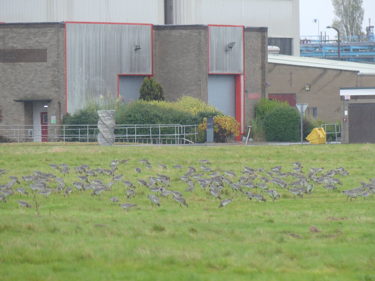 A wet <a href="/WeBS_UK/">Wetland Bird Survey</a> at Pyewipe today massive number of Black-tailed godwits - min. of 8300 majority on Novatis Ings and 1200 feeding on grassland within adjacent factory complex. Also an additional 163 on nearby Cressmarsh <a href="/humbernature/">Humber Nature Partnership</a> <a href="/Lincsbirding/">Lincsbirding</a> #eastcoastwetlands