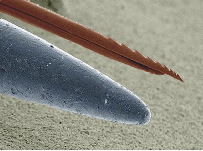 VertigoWarrior's tweet photo. 28. Microscopic look at a bee stinger vs. the point of a needle https://t.co/fY52hlizw6