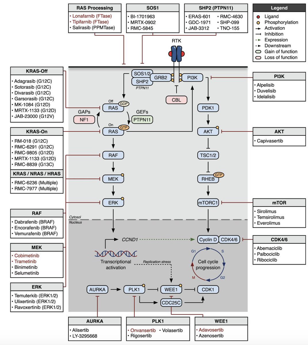 Mrinal Patnaik (@mrinalpatnaik) on Twitter photo Are you interested in understanding how #RAS mutations could be targeted in #CMML please read our review in <a href="/Haematologica/">Haematologica</a> by <a href="/LudovicaMarando/">Ludovica Marando, MD, PhD</a> and <a href="/ccsizmar/">Clifford Csizmar</a> #KRAS #NRAS #SHP2 #PLK1 #WEE1 <a href="/MayoCancerCare/">Mayo Clinic Comprehensive Cancer Center</a> Are you interested in understanding how #RAS mutations could be targeted in #CMML please read our review in <a href="/Haematologica/">Haematologica</a> by <a href="/LudovicaMarando/">Ludovica Marando, MD, PhD</a> and <a href="/ccsizmar/">Clifford Csizmar</a> #KRAS #NRAS #SHP2 #PLK1 #WEE1 <a href="/MayoCancerCare/">Mayo Clinic Comprehensive Cancer Center</a>