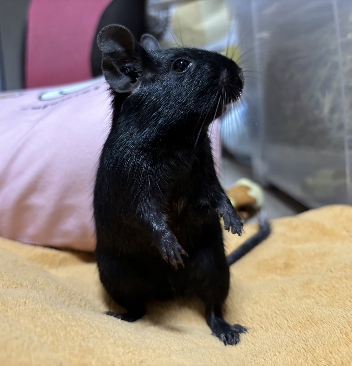 H7ckyhappy's tweet image. テクテク🐾
#デグー
#むぎちょこ