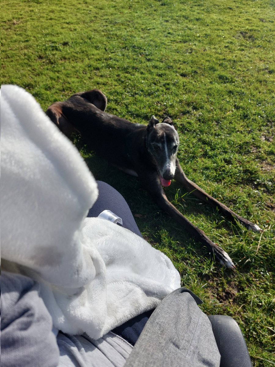 CaesarGreyhound's tweet photo. Friends! I have some Very Big News to share! I have become a big brother for the second time as we recently welcomed Little Hoosister ❤ we all love her very much https://t.co/UAF6kfAQmx
