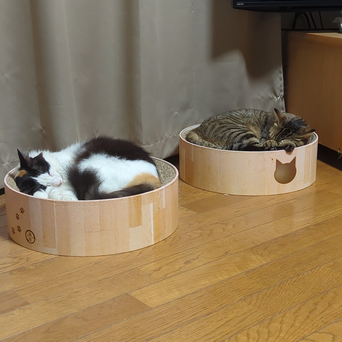 1118uma's tweet photo. 今日も🐱寒くなりました🐱
#猫の居る生活　#猫のいる暮らし　#猫好きさんとって繋がりたい https://t.co/Xu43reBT9Y