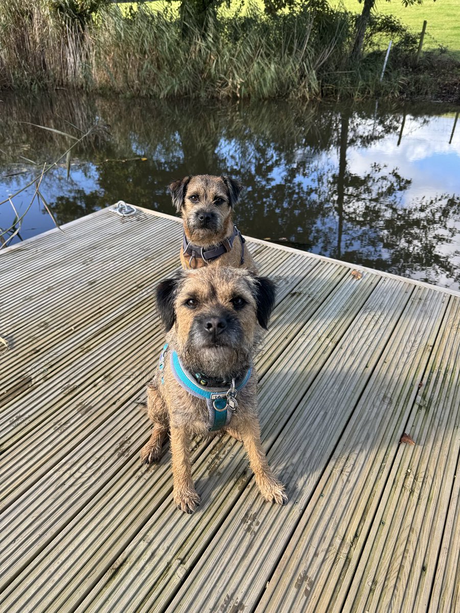 chesterterrier's tweet photo. Bin walkin’ wif Baxter down da canal #borderboys #stumpclub #btposse #dogsofX 🐾🐶🐾🐶 https://t.co/B1abbio0Zd
