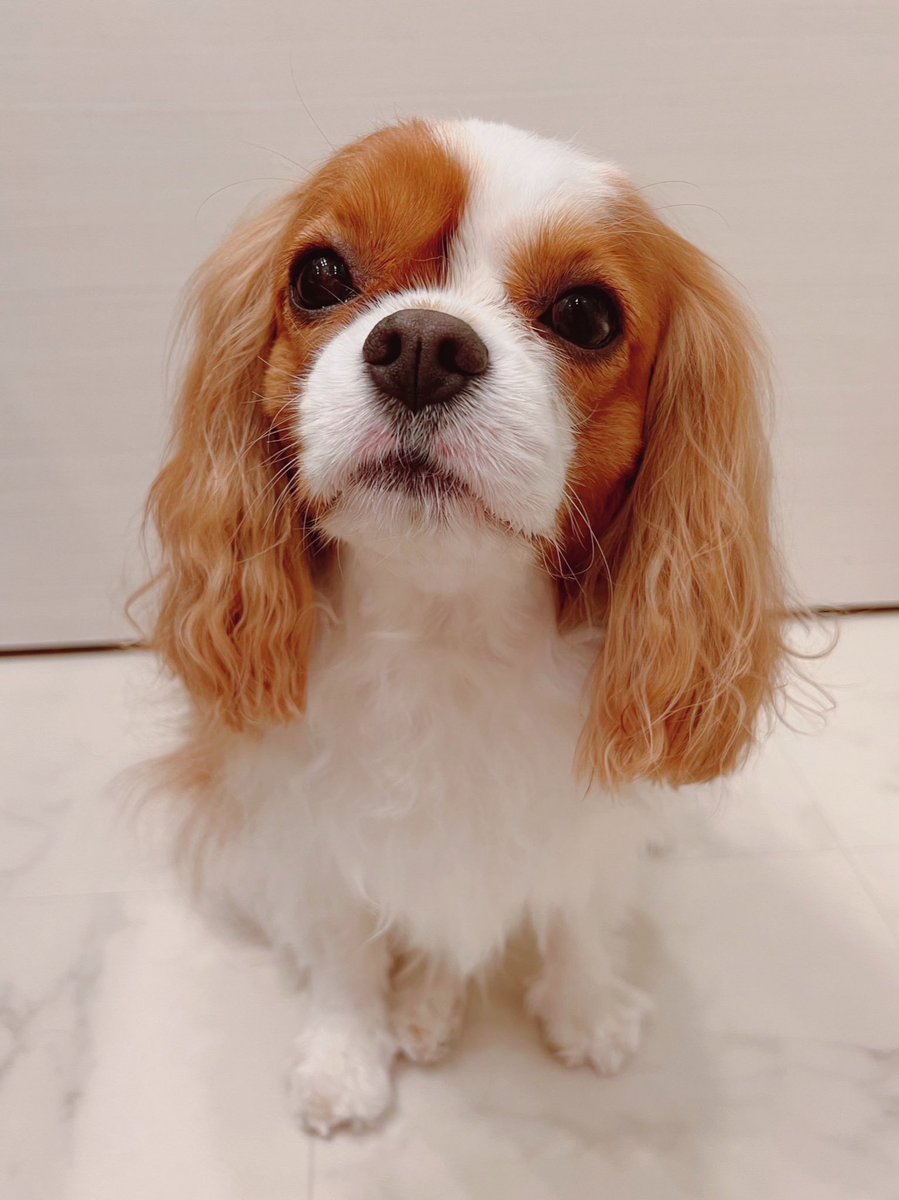 haruelroom's tweet photo. 先月の入浴後はるさん
載せるのわすれてた🐶 https://t.co/LQ4aP3P46h
