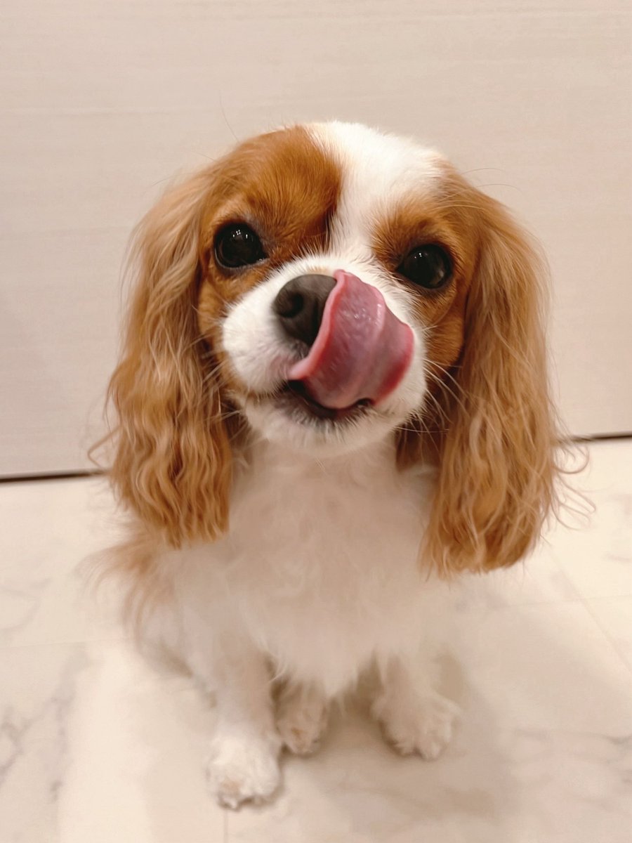 haruelroom's tweet photo. 先月の入浴後はるさん
載せるのわすれてた🐶 https://t.co/LQ4aP3P46h