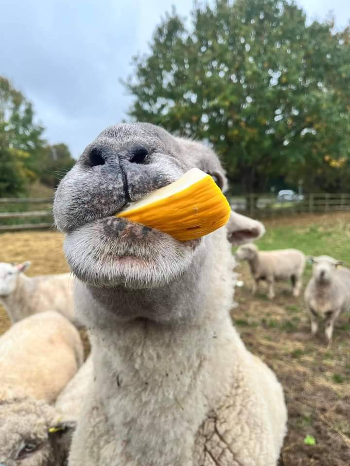 Sheep Ahoy Rescue tweet media