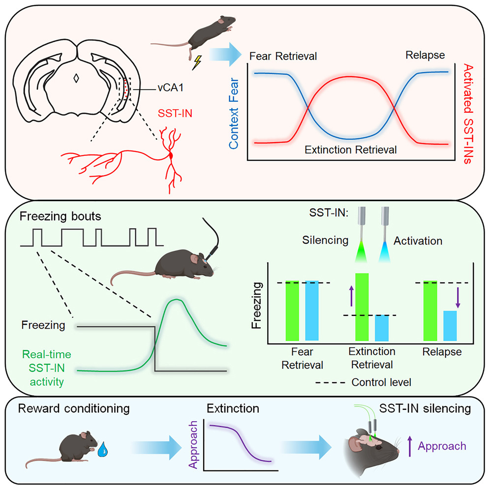 Excited to announce our new paper from Anthony Lacagnina (<a href="/brainpodcast/">Brain Matters</a>), <a href="/neurotriee/">Tri Dong</a>, *et al.*, in which we show that extinction of contextual associations, whether aversive or appetitive, is governed by ventral hippocampal SST+ interneurons. cell.com/cell-reports/f…