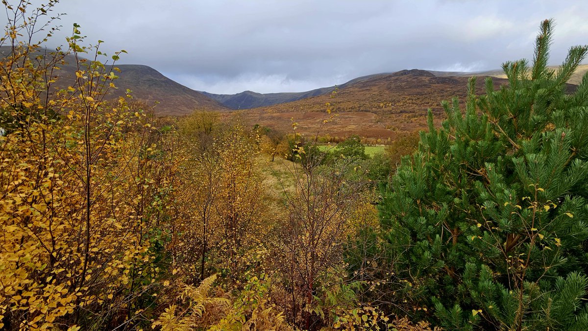 ColliesandCakes 🏴🦅 tweet media