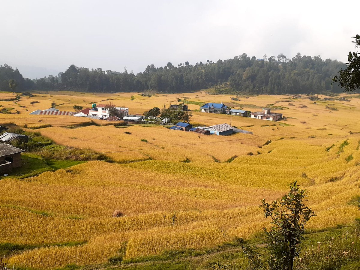 Indira Ranamagar tweet media