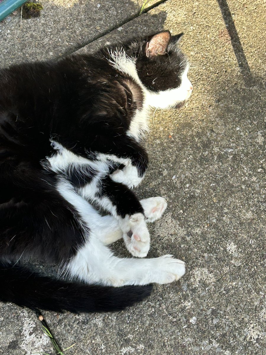 grumpy_cat18's tweet photo. Enjoying some Autumn sunshine on #Caturday #CaturdaySaturday #CatsofTwittter #AdoptDontShop #rescuecat https://t.co/UzgtC0ZIwO