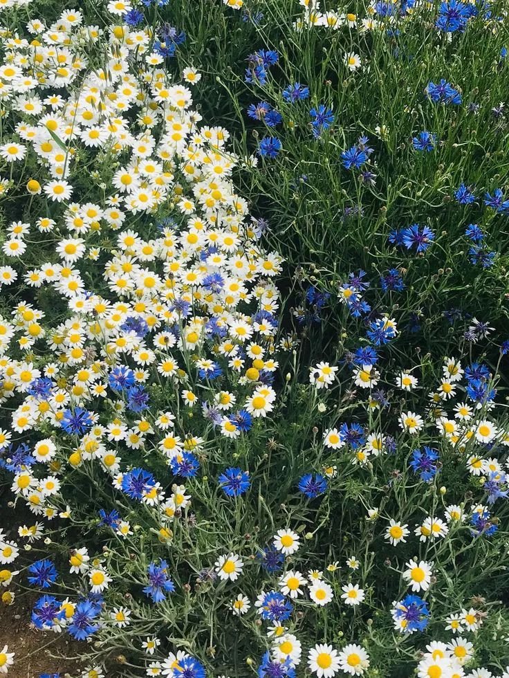 — flowers are stars beneath our feet.