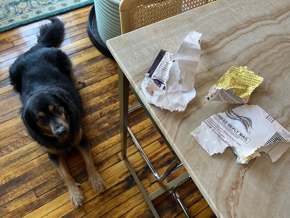 drobrown's tweet photo. My dog let me know he hates (ates) democracy 😒 https://t.co/am6O7EZG3x