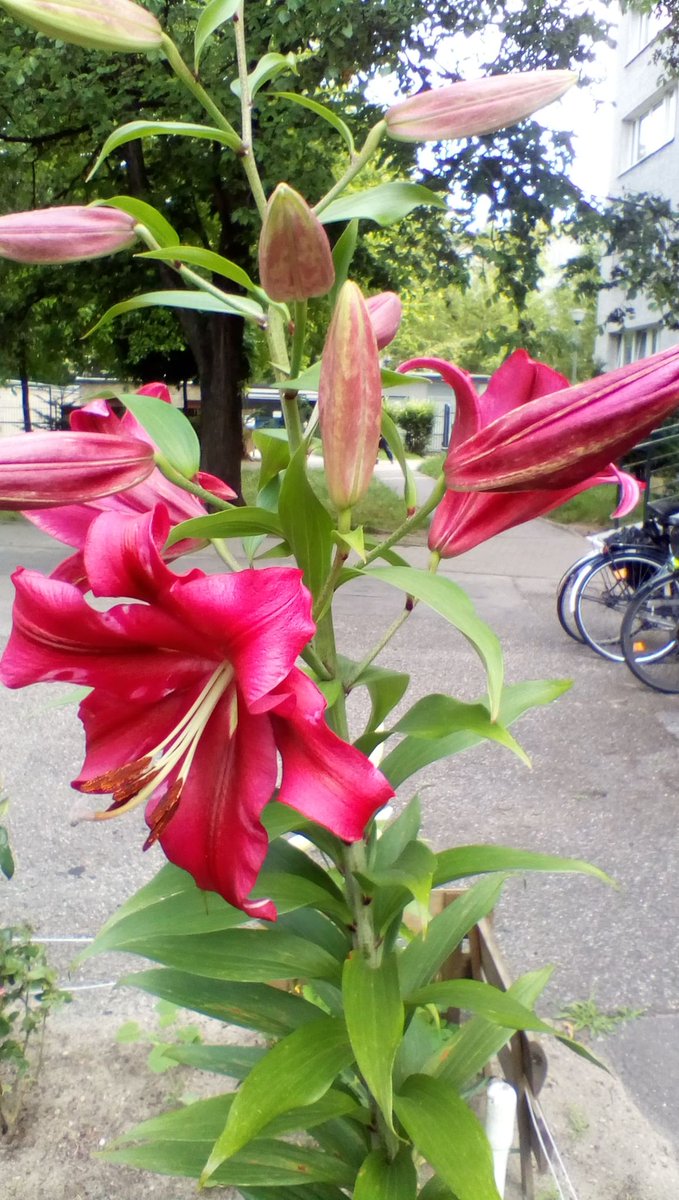 <a href="/SayedAb02069678/">🇵🇸Sayed Abdullah</a>