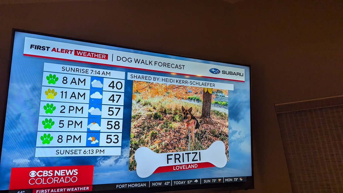 HeidiTown's tweet photo. Well folks, she's made it. She's TV famous!!!
Thank you, @CBSNewsColorado.
We happened to see this as we were walking out the door this morning.
You can submit your doggo too: https://t.co/J6NeMaAhN5
#FritzitheDog #LifeWithFritzi #COWX https://t.co/F5rt7Dpbfd