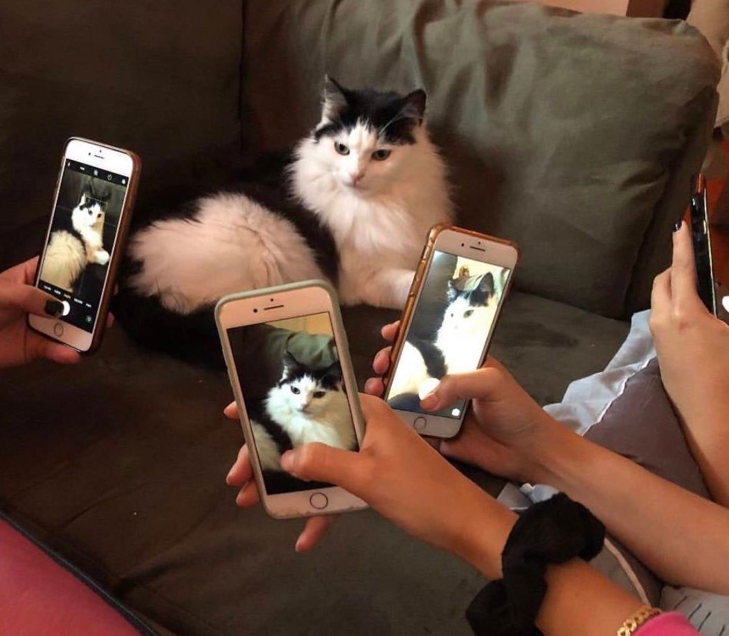 fluffy_Yeonjun's tweet photo. 🤳🐱 https://t.co/TeIGOkfAAR